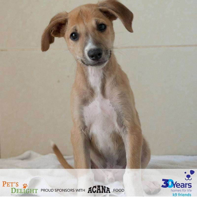 Bodge was rescued from a construction site with his sibling Badger. He is full of energy and loves to play. He will be neutered when he reaches six months and with some training will make a great addition to any family. Courtesy K9 Friends Dubai