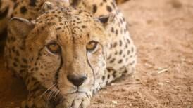 Why is India importing cheetahs, and where will they live?