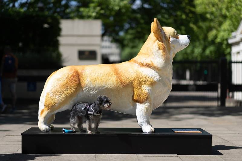 A dog goes in for a closer look at one of the giant corgis. 