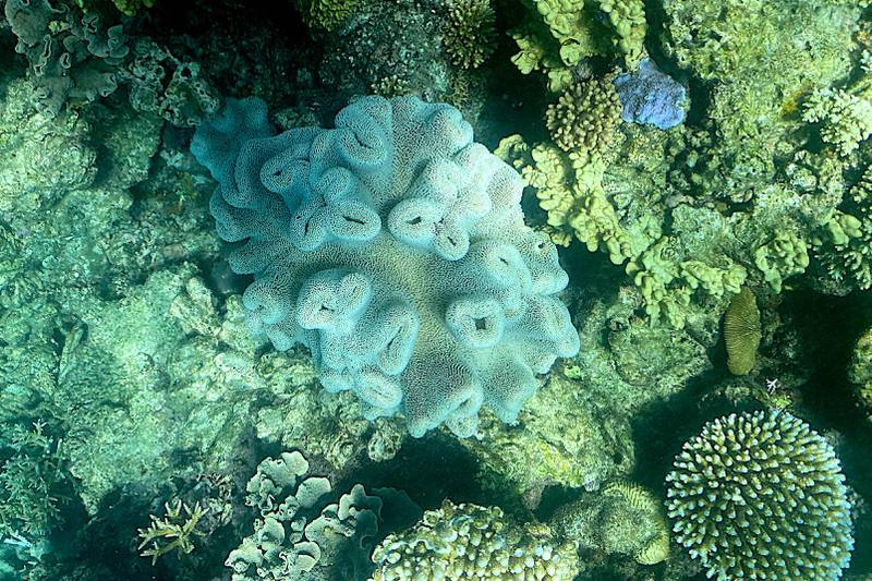 While coral can survive bleaching if water temperatures cool again shortly, some coral death has already been seen.