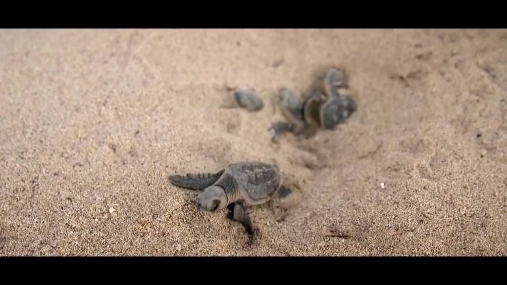 Turtle Documentary Teaser 