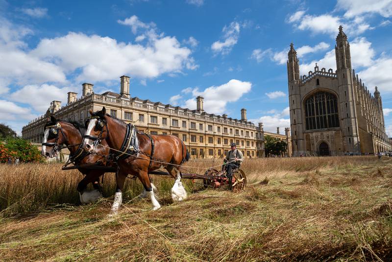 A man rides a carriage drawn by shire horses as he harvests wildflower meadow at King's College Cambridge on Tuesday. PA