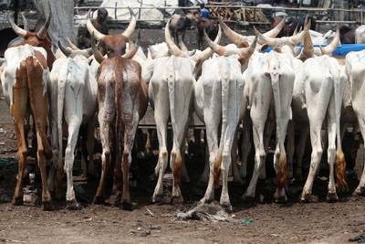 A herd of cows is seen at Kara livestock market in Lagos, Nigeria. EPA