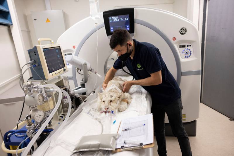 A veterinarian checks the white tiger cub before a scan at a clinic in Athens, Greece. Reuters