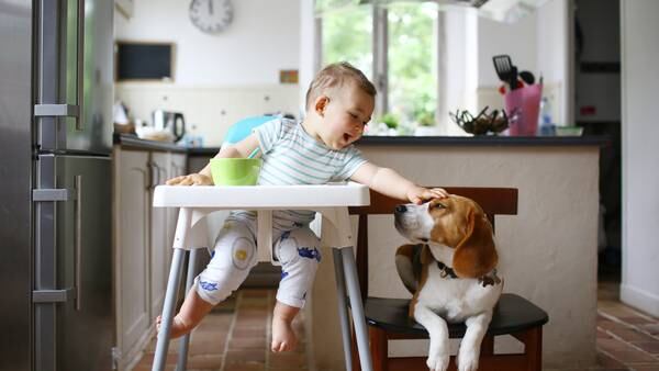 Being exposed to dogs was linked to a reduced risk of egg, milk and nut allergies, the analysis found. Getty