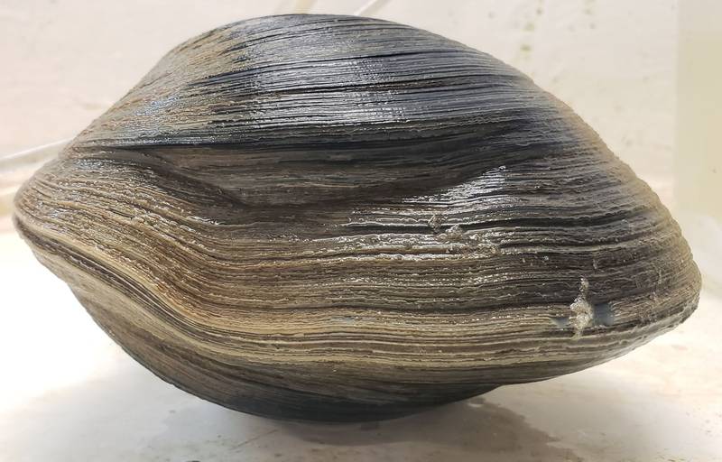The giant clam was released back into the ocean. Photo: Gulf Specimen Marine Lab
