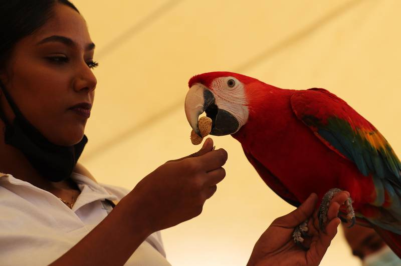 A trainer feeds food a Parrot at Dubai Safari Park.  EPA