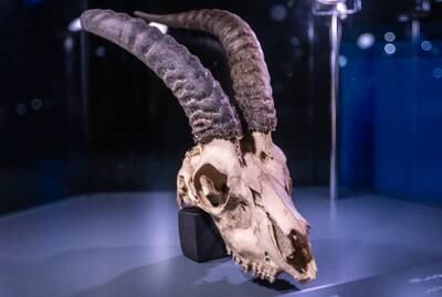 The skull of an Arabian sand gazelle on display as part of an exhibition at Manarat Al Saadiyat, showcasing the collection of the museum, due to be completed at the end of 2025.