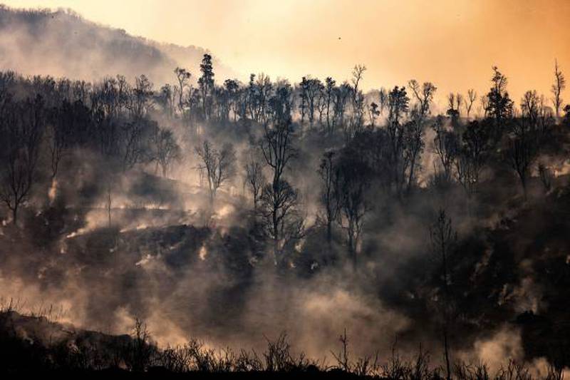 Charred trees remain following a wildfire in the region of Chefchaouen, northern Morocco.