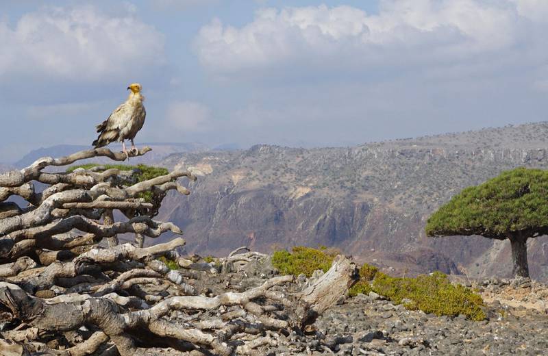 An endangered Egyptian Vulture perches on the dead branches of a Dragon’s Blood Tree in Socotra.