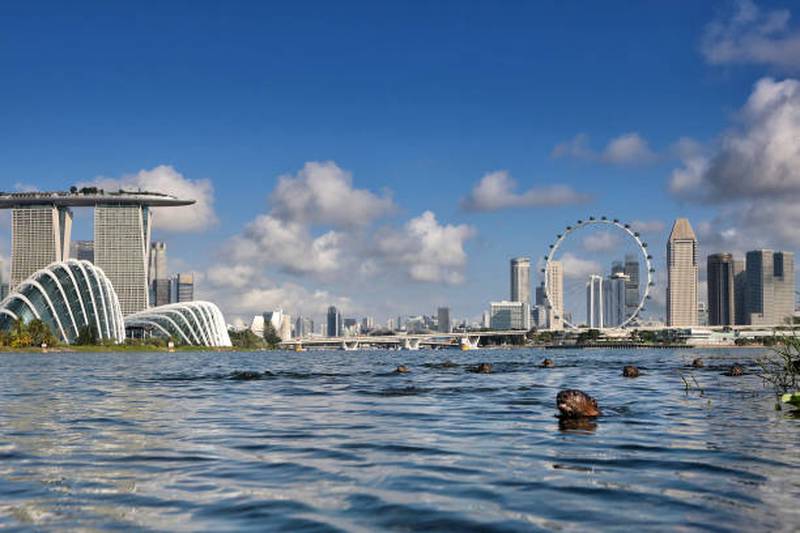 A bevy of smooth coated otters swimming are pictured against the Gardens by the Bay in Singapore. Wild otters are making a comeback to the urban city state with the increasing numbers of the sea animals sparking concerns about overpopulation. Getty Images