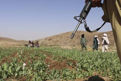 The Taliban plough up a poppy field in Washir district, in the southern Afghan province of Helmand, as part of a campaign to stop opium and heroin production. AP