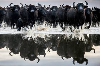 A herd of buffalo in Kiskunsag National Park are driven from their winter habitat in Szabadszallas to the animal farm of Fulopszallas,  Hungary.  Sandor Ujvari / EPA