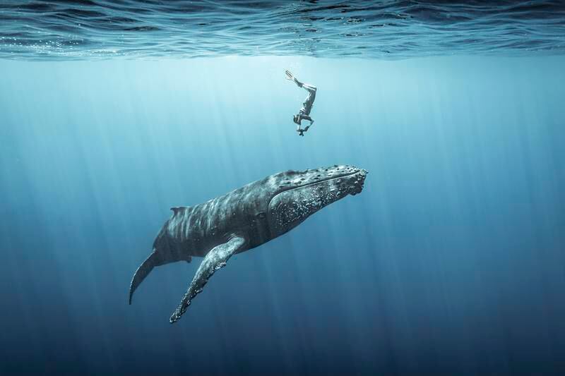 Third place in Ocean Adventure Photographer of the Year, Sebastien Pontoizeau: A freediver duck dives to capture a photograph of a humpback whale off the coast of Reunion Island