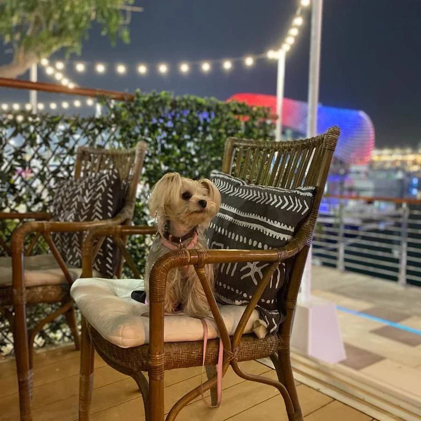 Diablito is dog-friendly every day of the year. Photo: Diablito Yas Marina, Abu Dhabi / Facebook
