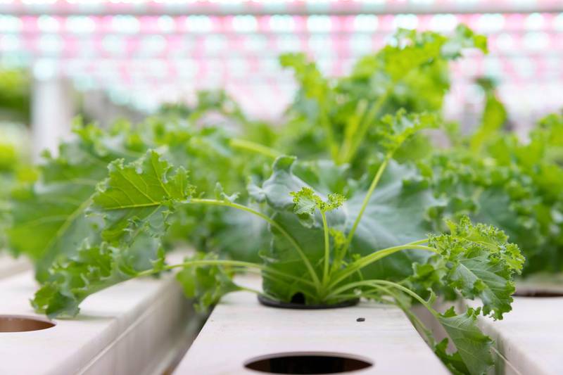 AJMAN, UNITED ARAB EMIRATES. 07 APRIL 2021. Oasis Green hydroponic farm located in the  Jebel Ali free Zone. Oasis Greens is the UAE’s newest local farm that grow greens locally. The greens are pesticide-free and without any chemicals. (Photo: Antonie Robertson/The National) Journalist: Janice Rodrigues. Section: National.