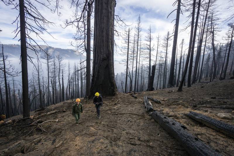 An area of Redwood Canyon that was burnt during the 2021 KNP Complex Fire in Kings Canyon National Park, California. National Park Service / AP