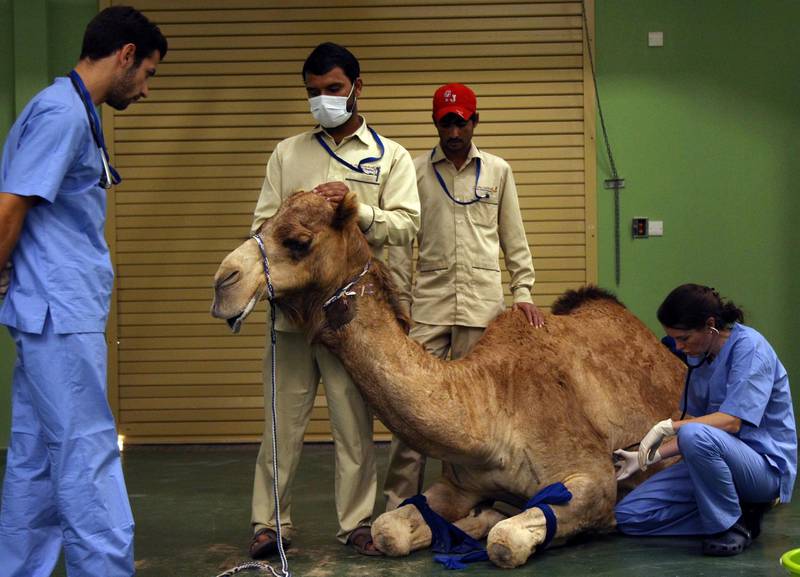 A camel receives an injection before a foot surgery at the Dubai Camel Hospital in Dubai. Satish Kumar / Reuters