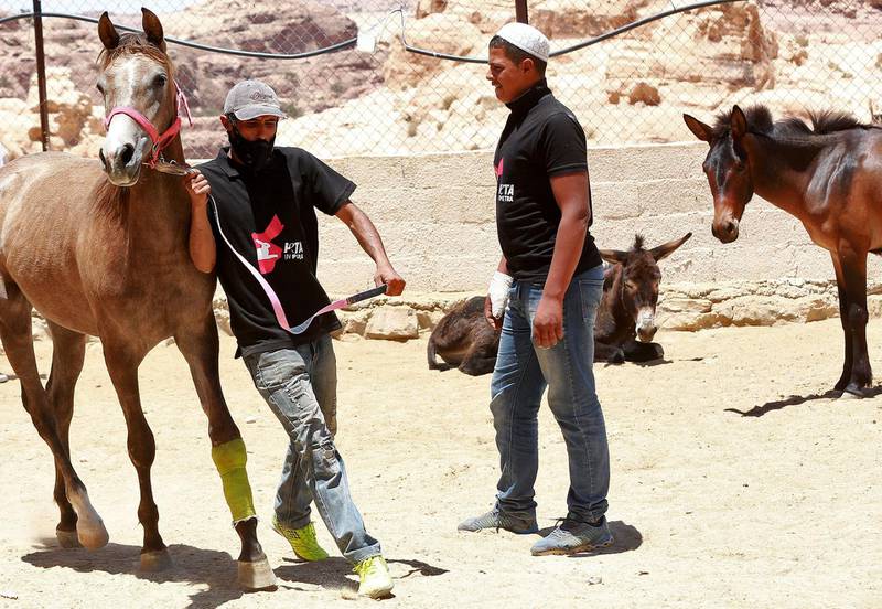 Horse and donkey owners in Petra use a clinic run by Peta (People for the Ethical Treatment of Animals) , to keep their animals fit and healthy to carry tourists through the popular ancient city. AFP