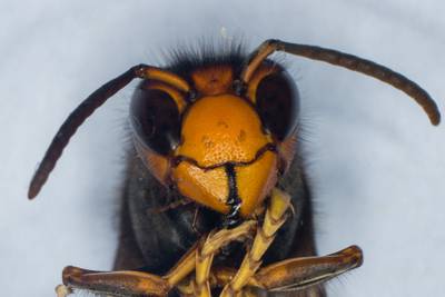 Warnings came this week that Asian Hornets could damage native bee populations in the UK. AFP
