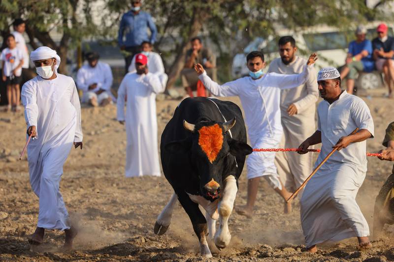 A bullfight gets under way in Fujairah. All photos: AFP