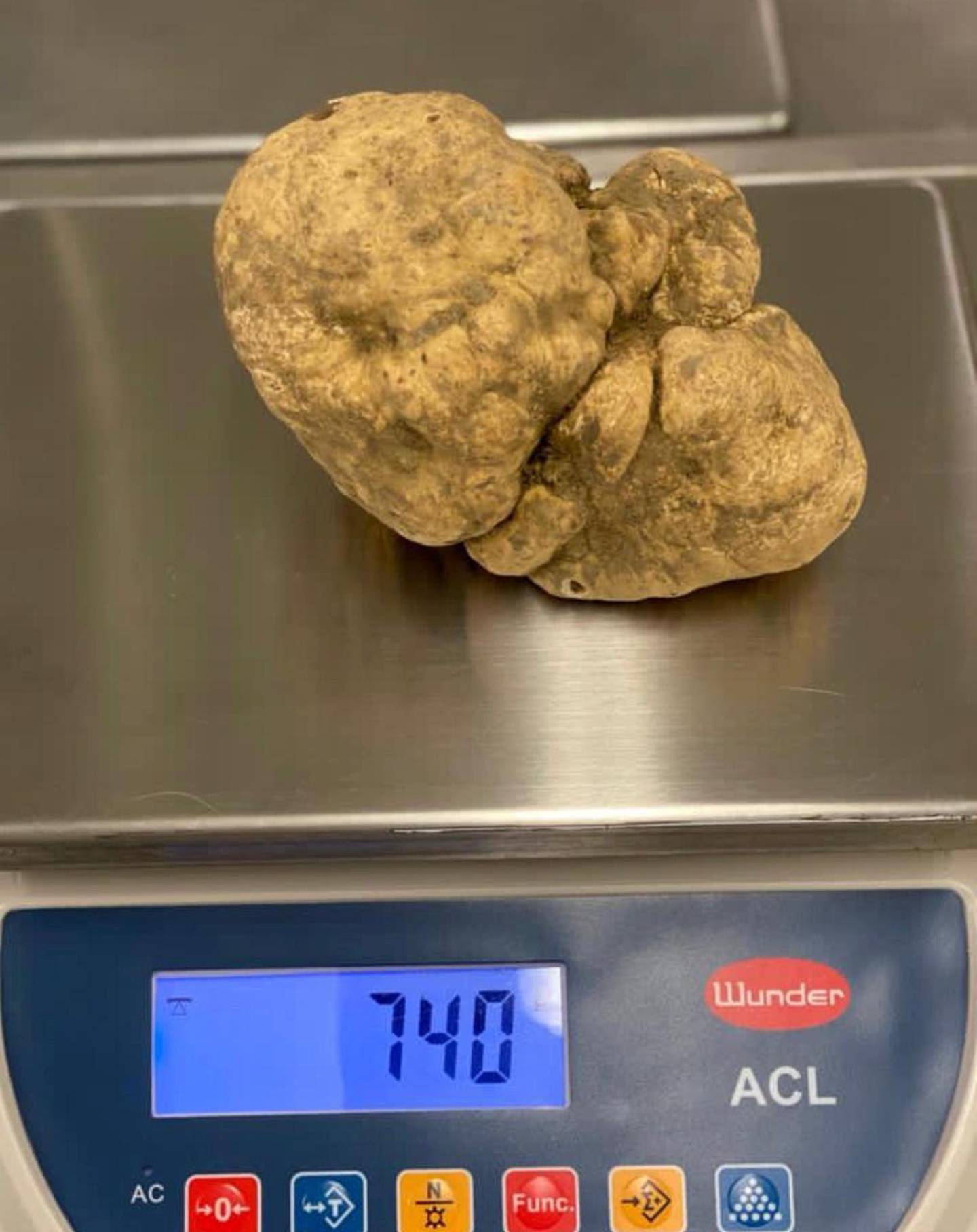 The value of a white truffle increases according to weight. Courtesy of Massimo Vidoni