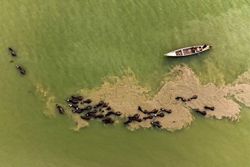 A herd of buffalo swim past a fishing boat in the Shatt al-Arab waterway north of Iraq's southern city of Basra.  AFP