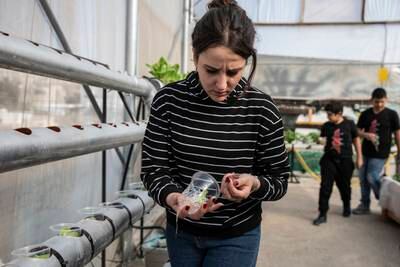 Shatha Alazzeh, head of the Lajee Centre’s environmental unit, checks a lettuce plant on the rooftop garden.