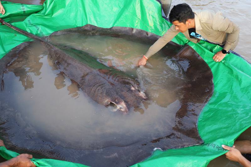 A man examines a record-breaking giant freshwater stingray before it is  released back into the Mekong River in the north-eastern province of Stung Treng in Cambodia. AP Photo