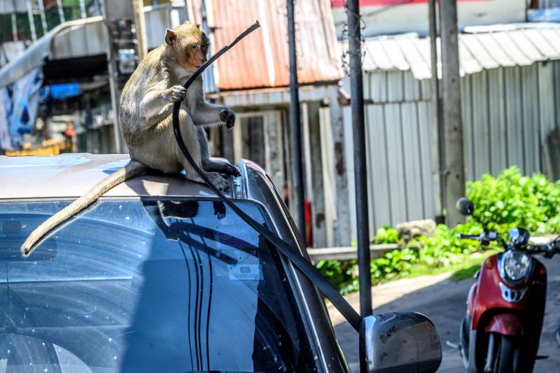 The ancient Thai city is overrun by monkeys super-charged on junk food, whose population is growing out of control. AFP
