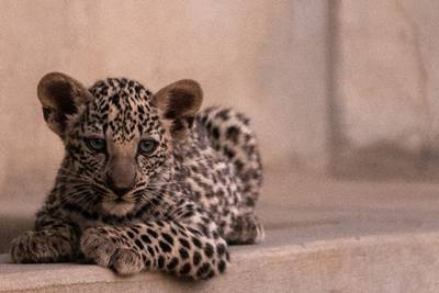 There are thought to be fewer than 200 Arabian leopards left in the wild.