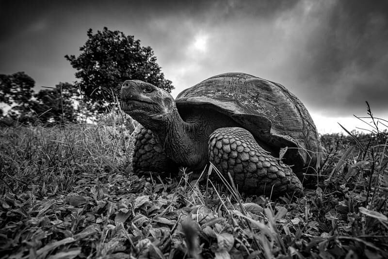 'Welcome to Galapagos' – joint second place in Up Close and Personal category. Courtesy Galapagos Conservation Trust / Leighton Lum