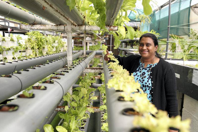 Sharjah, United Arab Emirates - Reporter: Nick Webster. News. Farm manager Nashu Santosh in one of the aquaponic units at the Eco-green technologies research site at Sharjah Research Technology and Innovation Park. Sharjah. Wednesday, January 6th, 2021. Chris Whiteoak / The National
