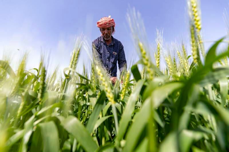 Staff check the crop at the wheat farm project in Mleiha, Sharjah. Chris Whiteoak / The National
