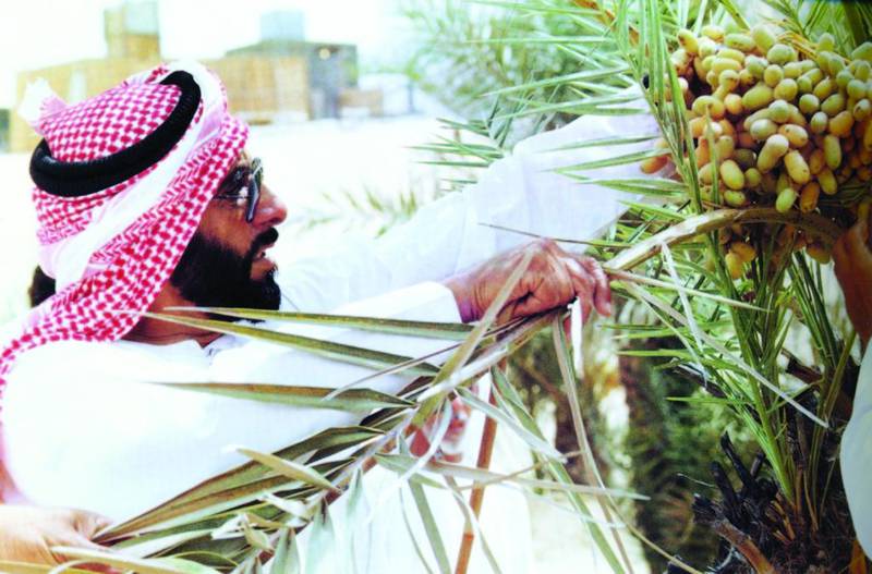 Sheikh Zayed inspecting dates ripening on a palm tree
