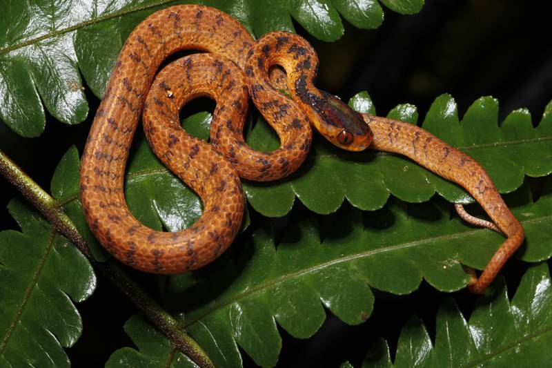 A twin slug snake rests on a leaf. AP