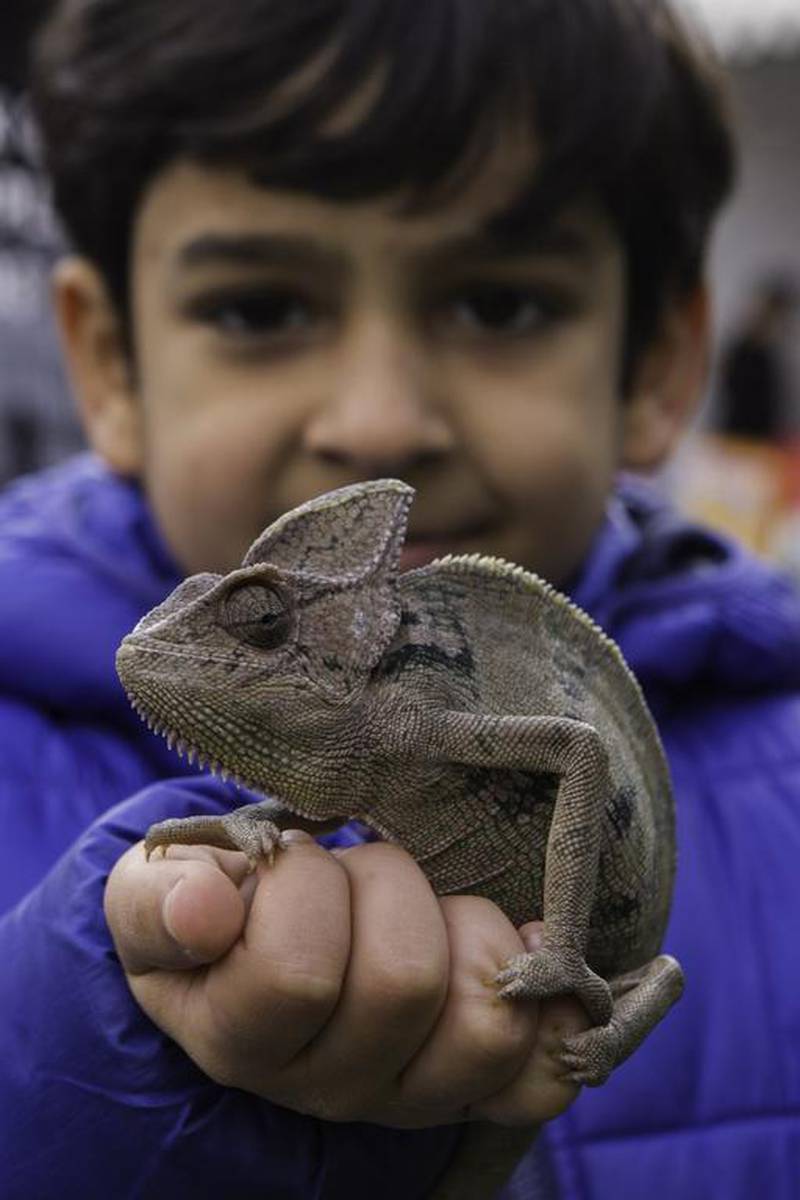 Ahmed Al Muhairi, 6, with his pet chameleon at Yas Pet Festival in Abu Dhabi.