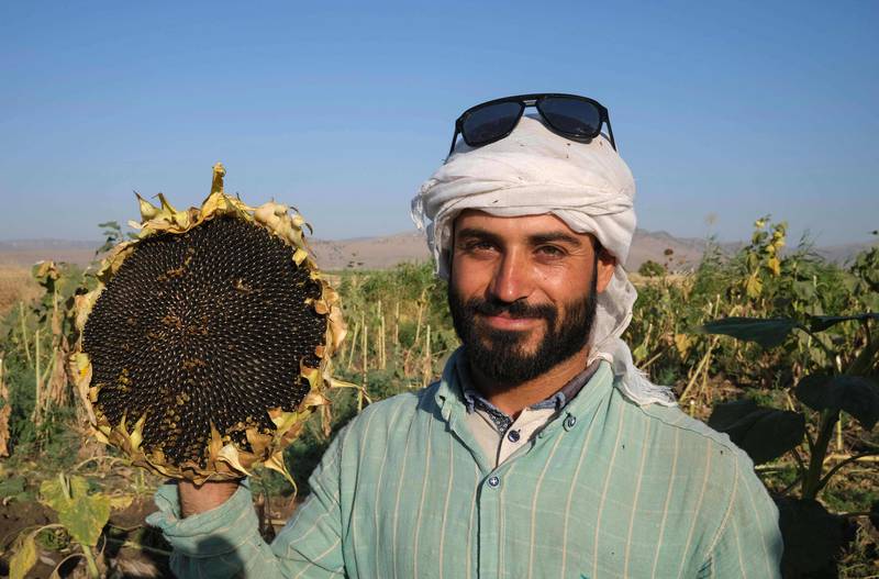 A man harvests sunflowers in the northern Iraqi district of Ranya.