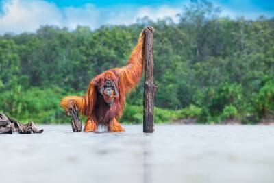 Gold medal, Animals in their Habitat: Bornean orangutan, Borneo, by Thomas Vijayan, Canada.