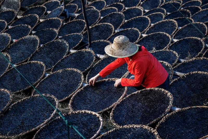 Drying seaweed in Ningbo, eastern China. AFP