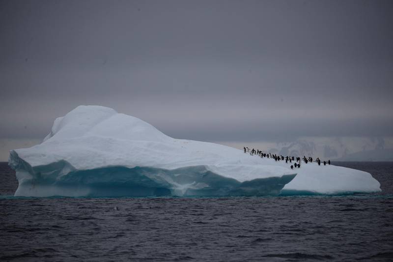 A group of chinstrap penguins walk on top of an iceberg floating near Lemaire Channel, Antarctica. REUTERS