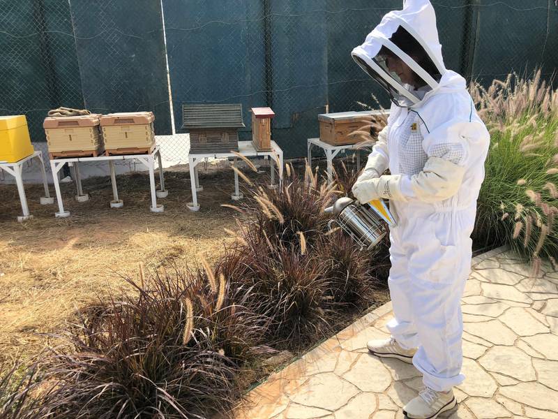 The Sustainable City Hives bee farm, Courtesy the Sustainable city