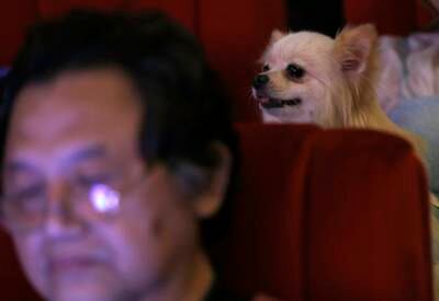 A dog watches a movie inside a cinema during the opening day. EPA
