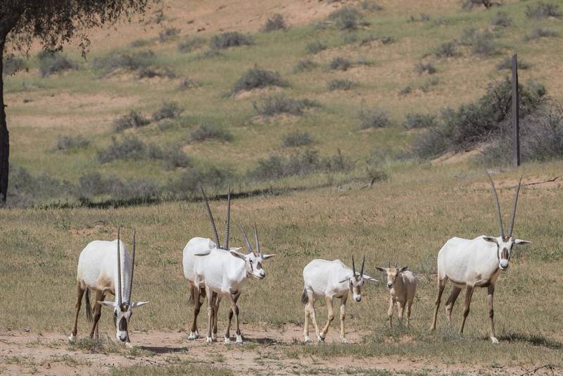 Arabian Oryx at Al Wadi desert reserve in Ras Al Khaimah. Antonie Robertson / The National