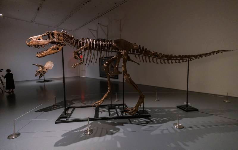 A full view of the Gorgosaurus on display at Sotheby's auction house. EPA