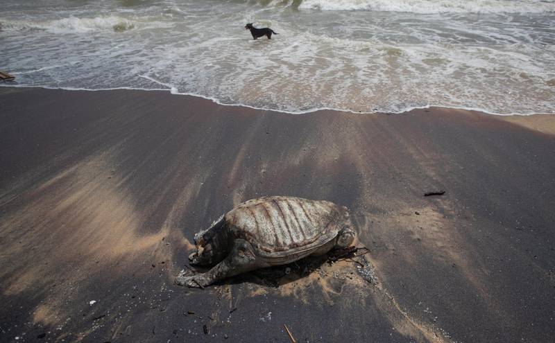 A stray dog stands amid the waves as decomposed remains of a turtle lies on a beach polluted following the sinking of a container ship that caught fire while transporting chemicals off Kapungoda, outskirts of Colombo, Sri Lanka, Monday, June 21, 2021. AP