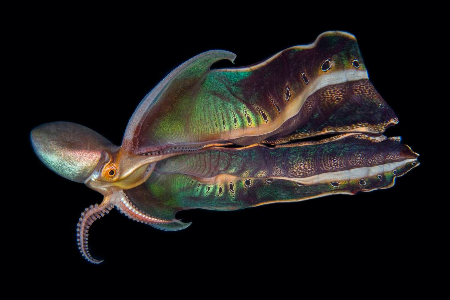 Katherine Lu's photo of a blanket octopus showing off its beautiful patterns and colours in the Philippines. Photo: Katherine Lu / Ocean Photographer of the Year