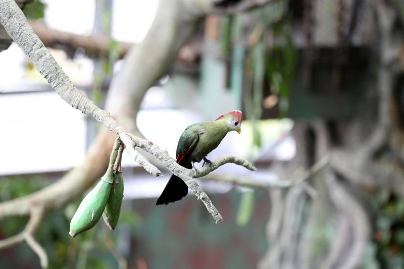 Dubai, United Arab Emirates - July 03, 2019: Red crested turaco. The Green Planet for Weekender. Wednesday the 3rd of July 2019. City Walk, Dubai. Chris Whiteoak / The National