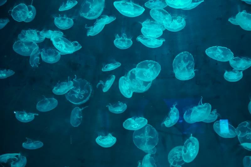 Jellyfish at the National Aquarium in Abu Dhabi. Leen Alfaisal / The National
