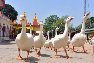 NAGAON,INDIA-APRIL 03,2020 :A flock of geese searching food inside a temple during nationwide lockdown, as a preventive measure against the COVID-19 coronavirus, in Nagaon District of Assam,India - PHOTOGRAPH BY Anuwar Ali Hazarika / Barcroft Studios / Future Publishing (Photo credit should read Anuwar Ali Hazarika/Barcroft Media via Getty Images)
